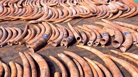 peticija-za-spas-na-afrikanski-slonovi-2.jpg
